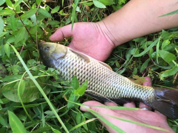 曾經風風火火的農村稻花魚，為啥會銷聲匿跡？難道又是養殖騙局？