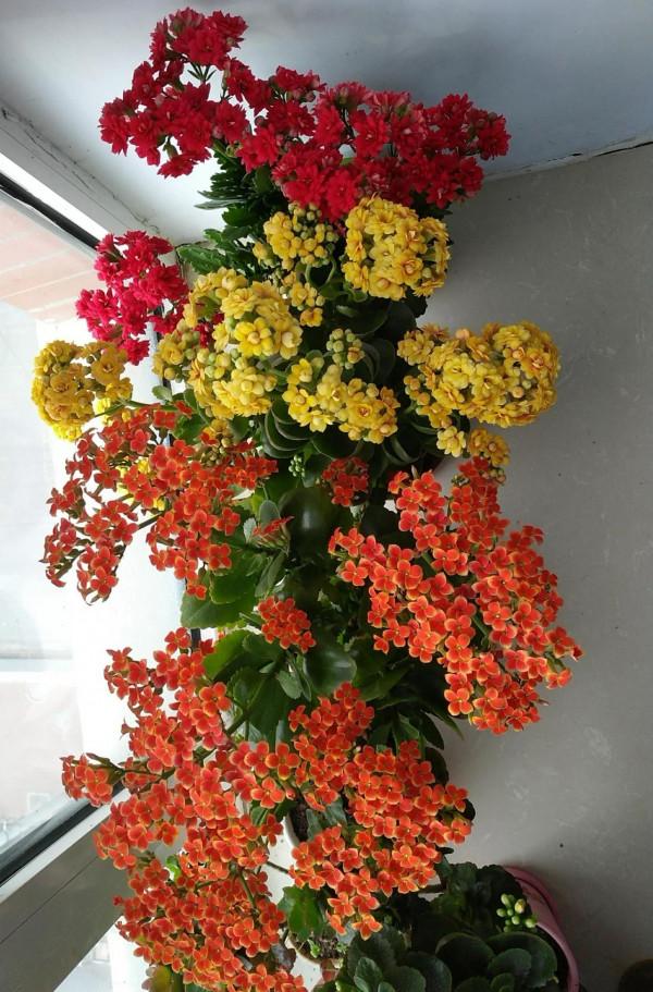 １５種既漂亮又好打理的花