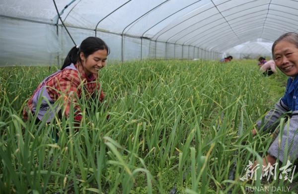 企業進山村 農民當工人