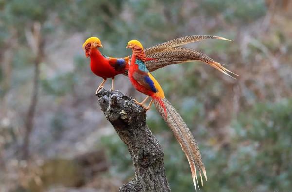 分享圖片：比鳳凰還美麗的鳥三十多款