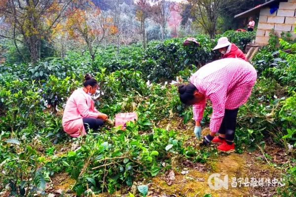 溫泉鎮下六甲：新“五組一聯”提振“三治”融合發展新篇章