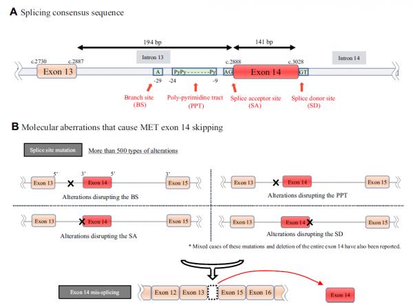MET靶向藥已經在中國獲批，如何辨別檢測報告中的MET 14號外顯子跳躍突變？