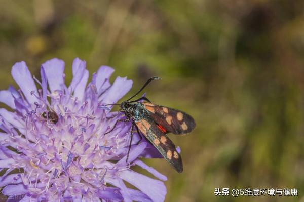 什麼是傳粉昆蟲？