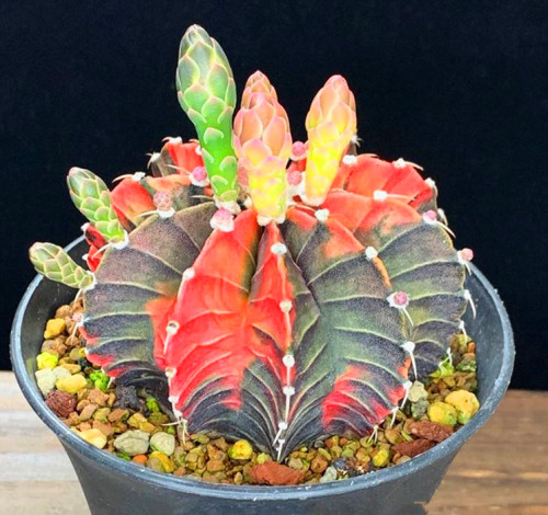 多肉品種：小紅嘴、孔雀丸、青龍角、肋骨牡丹、鋼絲球玉露