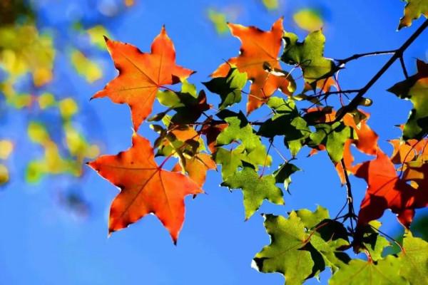 你淒涼閉眼的那一刻，可曾想過年輕時拋下的妻子兒女