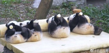 可可愛愛！喝瓶瓶奶熊貓寶寶的極致享受