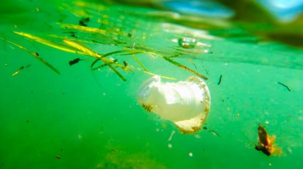 科學 | 捷克科學家開發微型機器人，可以分解海洋中的微塑膠