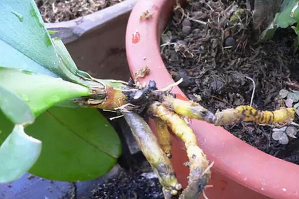 盆土裡加3種“材料”，肉質根一整年都“不爛”，生長速度飛快