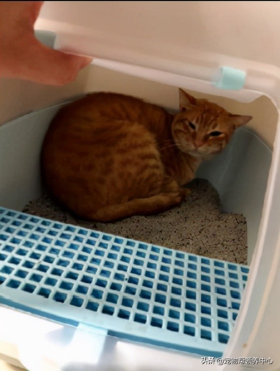 橘貓超級警惕,主人一著急竟直接抱著貓砂盆去醫院,搞笑又心酸 橘貓超級警惕,主人一著急竟直接抱著貓砂盆去醫院,搞笑又心酸