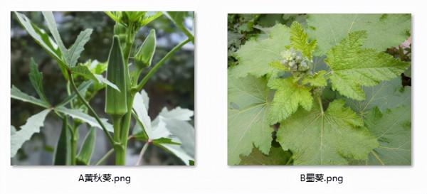 古文物裡的動植物——海外魁寶