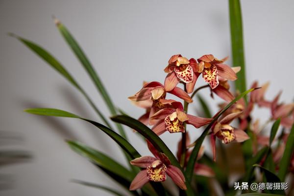 2022新春遊園&mdash;&mdash;植物園賞花