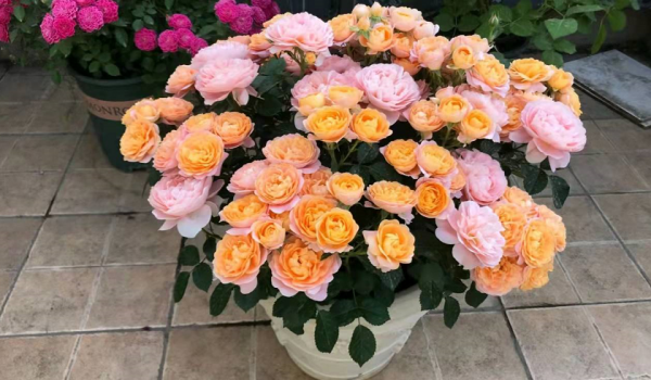 月季“平安過冬”小妙招：抓住這“3點”，來年開花更早更多