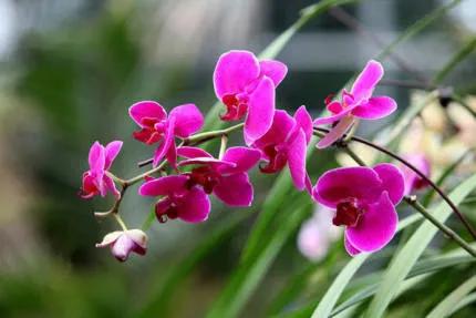 分享——高雅多姿的蝴蝶蘭