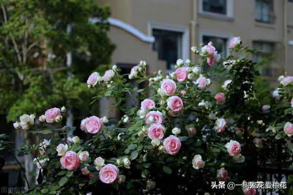 秋天買什麼花？這20種花建議選幾個，好看又好養，秋天買沒錯