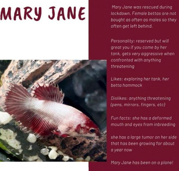 外國妹子救回一條顏色慘白的瀕死鬥魚，兩週後，奇蹟發生