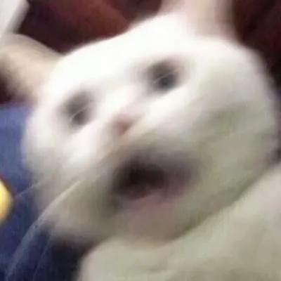 科學研究揭示我們受到驚嚇時，為啥會被“嚇一跳”