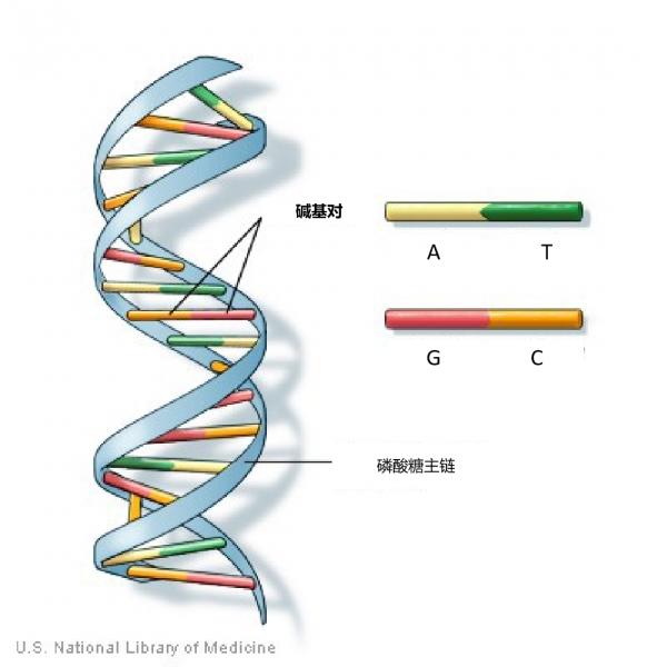 真正的革命性技術——生物計算,或將徹底改變人們的生活方式 真正的革命性技術——生物計算,或將徹底改變人們的生活方式
