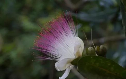 分享圖片——炫美的濱玉蕊花