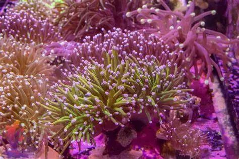 喜劇界的顏值天花板？張小斐：就這？今年或又參演春晚