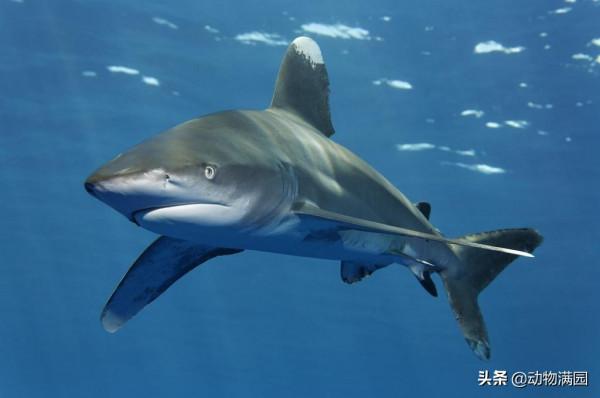 物種百科：遠洋白鰭鯊