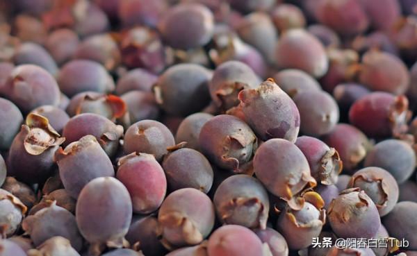 5種農村常見的野果,你還記得幾種呢?一起來認識下,滿滿的回憶 5種農村常見的野果,你還記得幾種呢?一起來認識下,滿滿的回憶