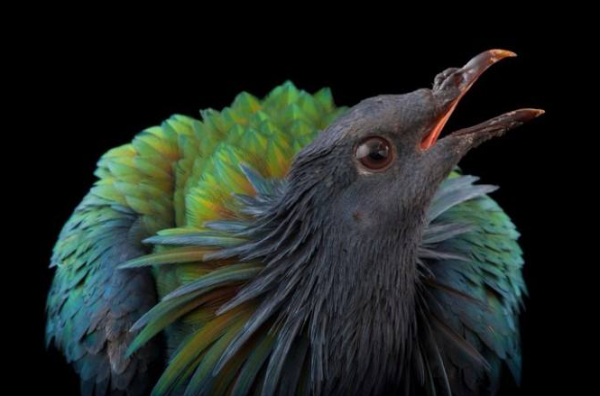 羽毛最漂亮的鴿子，和冠羽最漂亮的鴿子，你更喜歡誰？