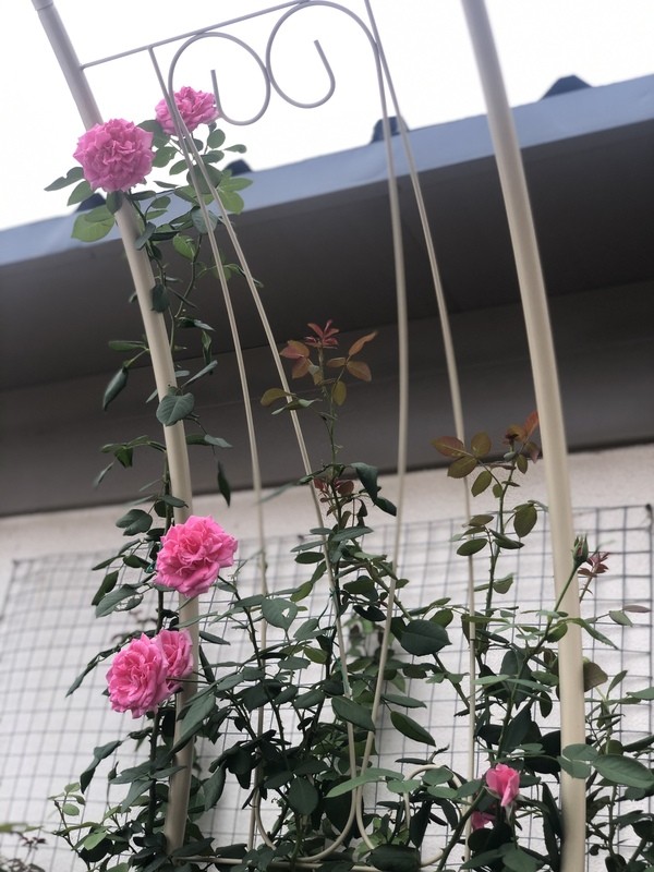《造園日記》——花拱門