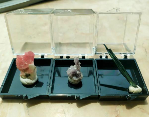 如何給古生物畫上正確的顏色 如何給古生物畫上正確的顏色