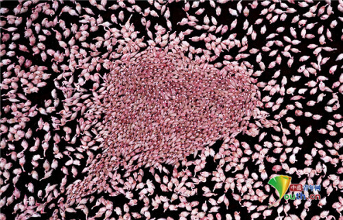 愛心發射！成群火烈鳥聚集湖岸組成心形圖案