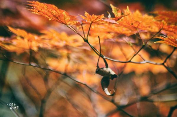 退休後的每年秋天，我都會去本溪同一個景區觀賞紅葉，從未失望過