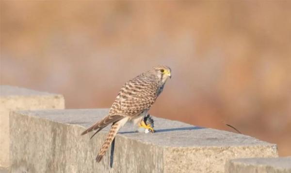 野保月丨來認識喜愛在城市生活的猛禽