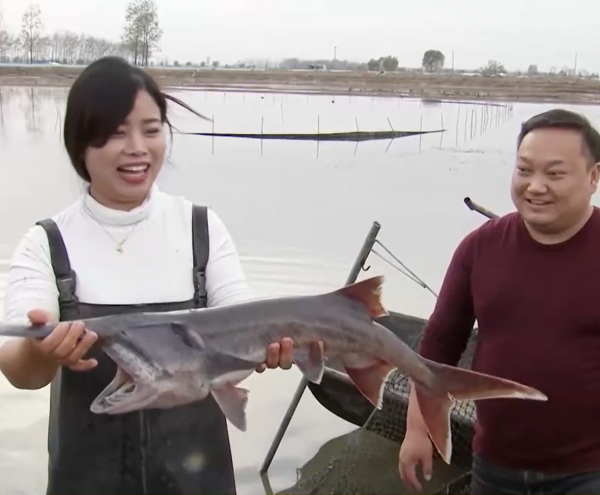 安徽小夥用4萬元，在螃蟹塘養7000條鴨嘴魚，淨賺56萬！憑啥？