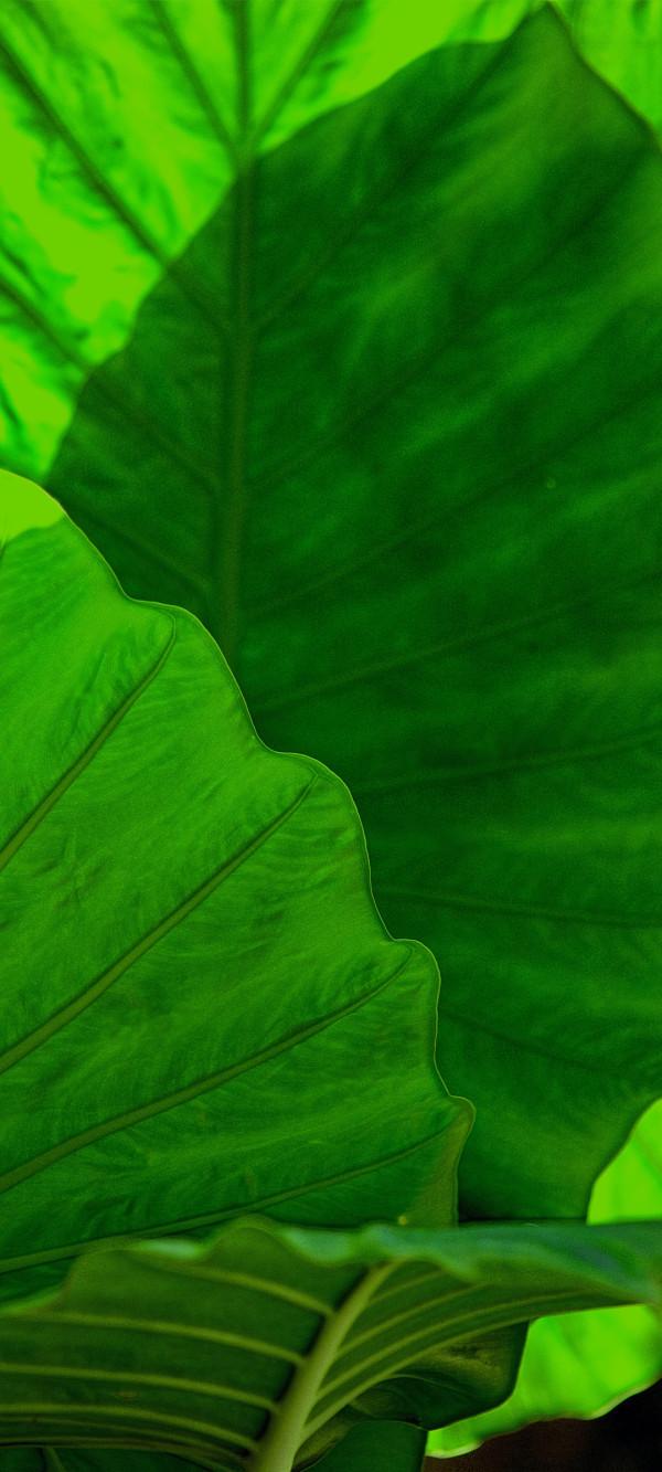 高畫質、完美、無水印的養眼綠植桌布，只送給懂行的你