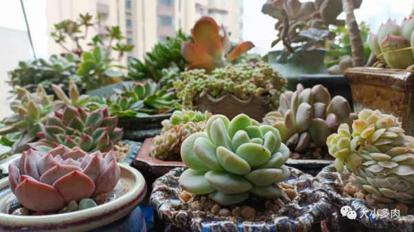 因為多肉，貓眼盆多了生命的光彩；因為盆，多肉有了藝術的韻味