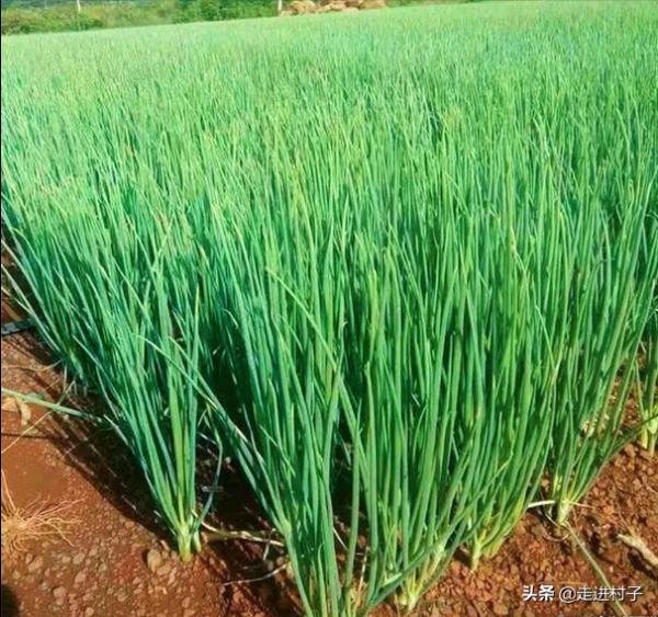 春雨貴如油，雨水季前後抓緊種植這三種蔬菜，出苗早長勢旺