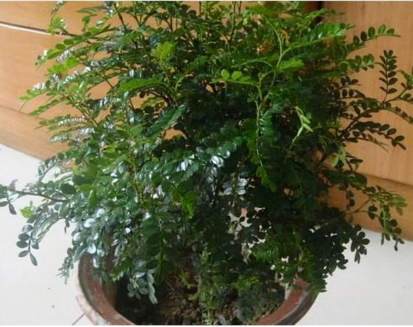 廁所不透氣,就養這“3種”花,空氣清香除臭味,再貴也要養1盆 廁所不透氣,就養這“3種”花,空氣清香除臭味,再貴也要養1盆