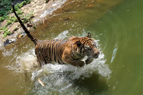 短小的虎年,認識下最短小的蘇門答臘虎 短小的虎年,認識下最短小的蘇門答臘虎