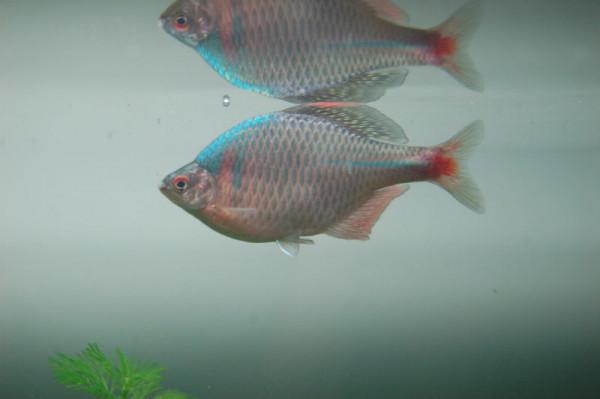 中國原生觀賞魚之高體鰟鮍 中國原生觀賞魚之高體鰟鮍