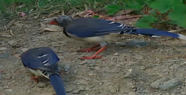 湖南一少年通曉鳥語，能引導鳥兒做事，傳聞中的“鳥神”被找到？