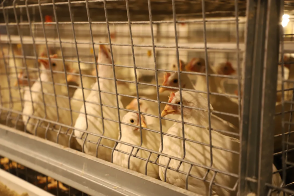 養雞不保健純屬瞎扯淡,選對保健品,靜賺安心錢 養雞不保健純屬瞎扯淡,選對保健品,靜賺安心錢