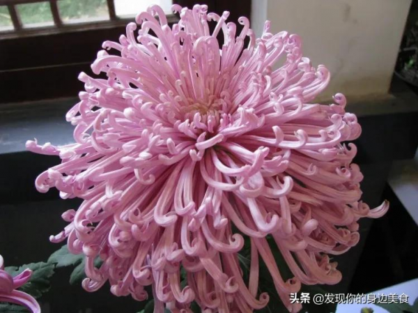 傲霜菊花奪人眼