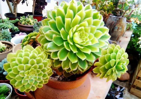 多肉植物 | 法師品種