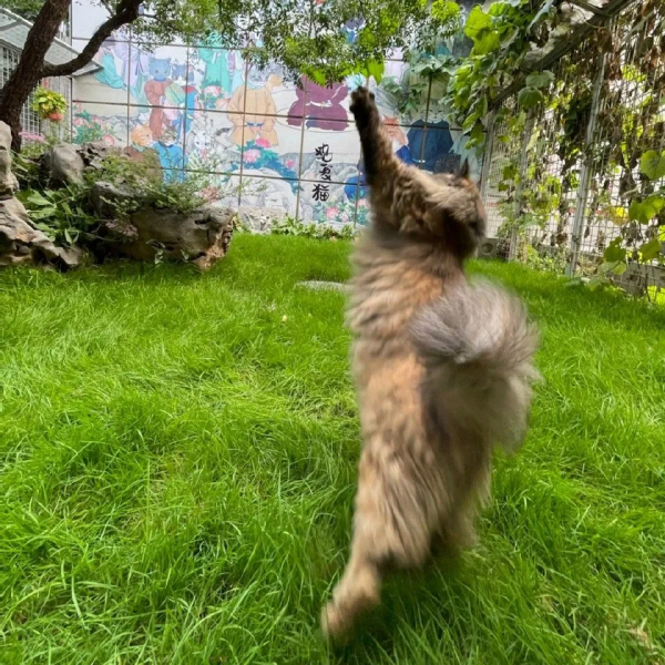 貓不可貌相 腿不可斗量 貓不可貌相 腿不可斗量