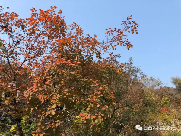 遊房山坡峰嶺 看萬山紅遍