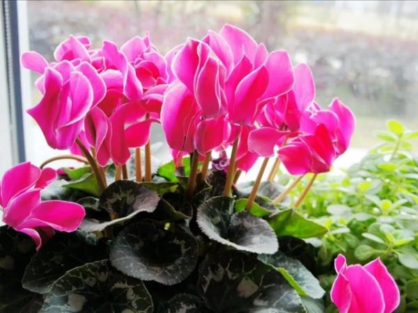 仙客來養護技巧和要點分享,大家都記好了 仙客來養護技巧和要點分享,大家都記好了