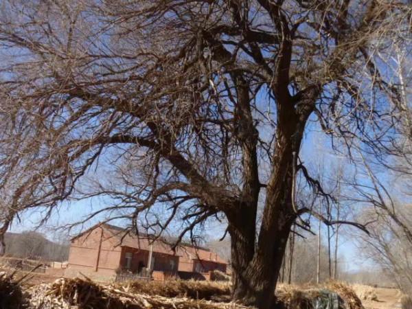 內蒙古的農村什麼樣?走,帶你看看 內蒙古的農村什麼樣?走,帶你看看