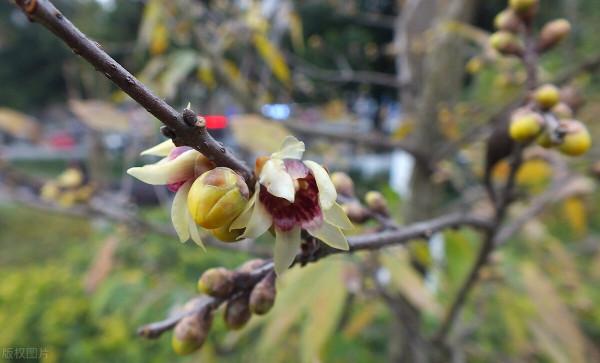 冬至開始“數九”的古老習俗