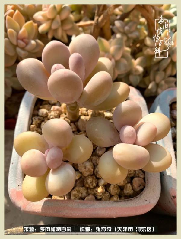 養多肉,累並快樂著!美好的事物,需要與大家分享 養多肉,累並快樂著!美好的事物,需要與大家分享