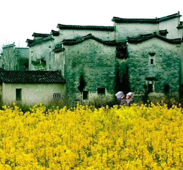 分享：油菜花海，芳香四溢，景色宜人，令人陶醉