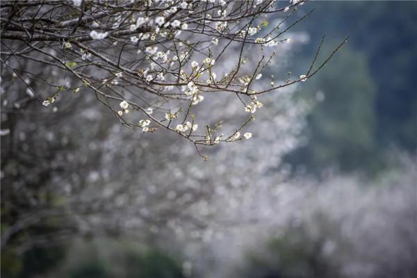 四甲河畔,“梅”好之約——開啟河頭步郎的賞梅之旅 四甲河畔,“梅”好之約——開啟河頭步郎的賞梅之旅